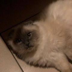 Фото: пропала кошка «Пропал кот верните любимого кота Липецк» в г. Липецк